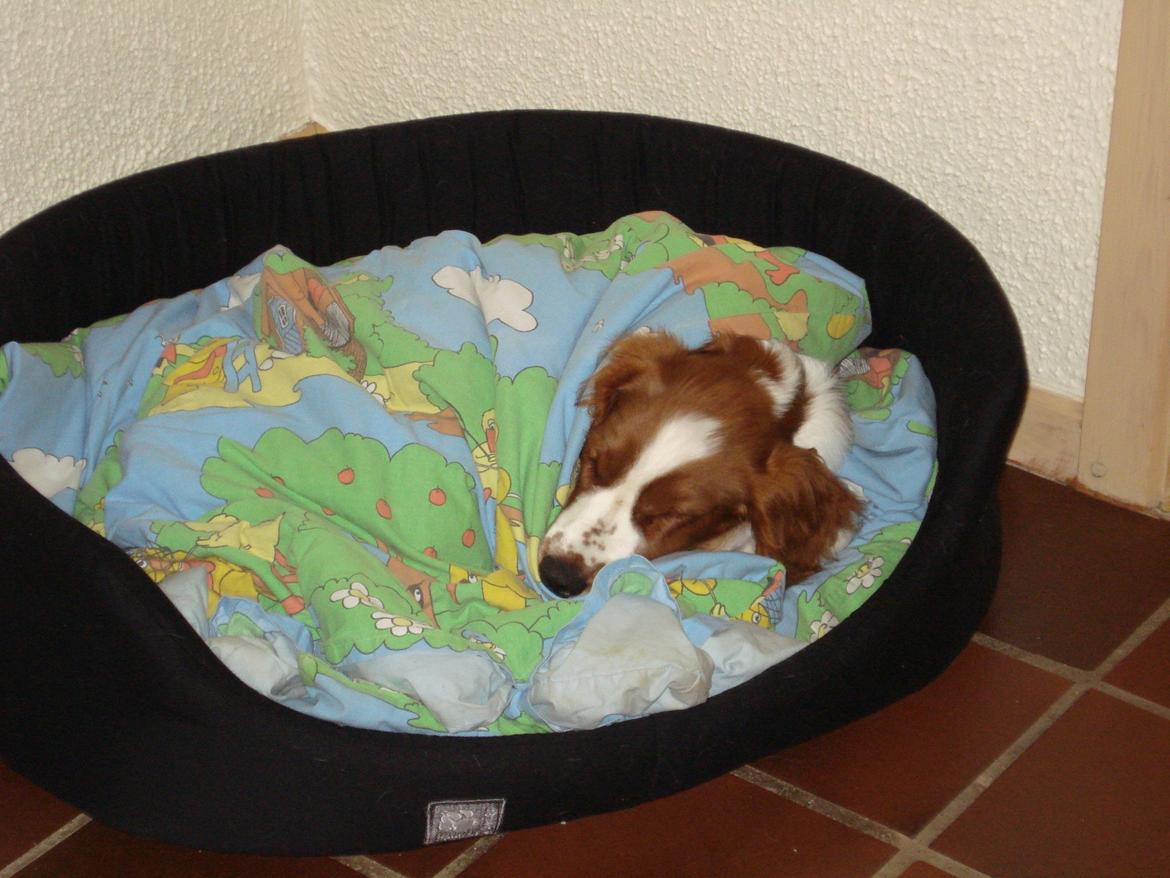 Welsh springer spaniel Chico - uha der er koldt udenfor, så er det godt jeg kan putte under min varme dyne.  billede 6
