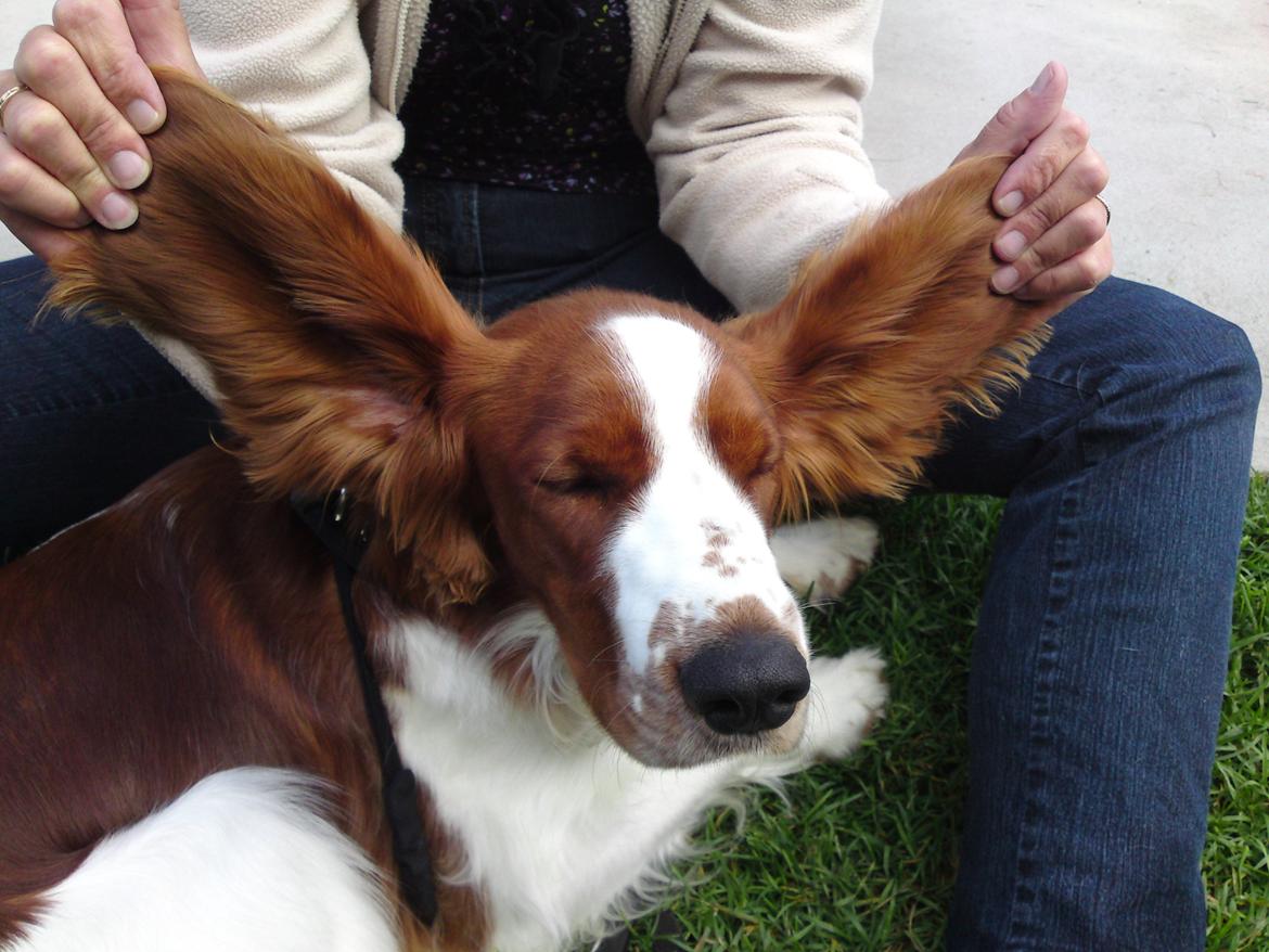 Welsh springer spaniel Chico - dumbo 2 billede 7
