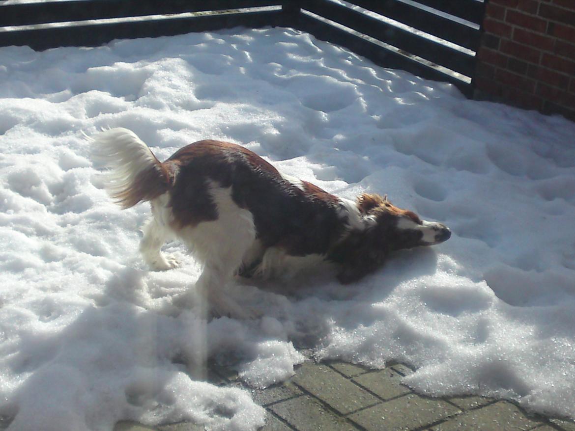 Welsh springer spaniel Chico - dejligt at rode i sneen.  billede 8