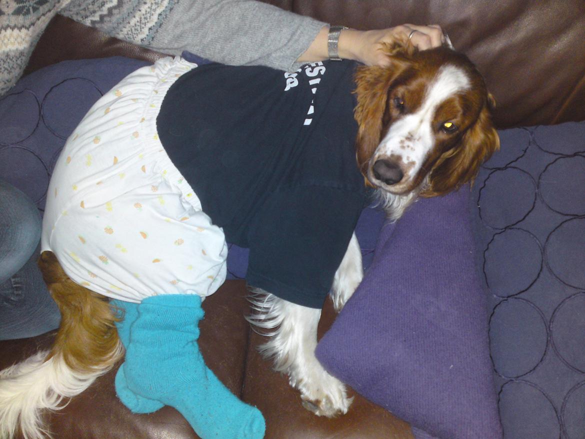 Welsh springer spaniel Chico - så gav Louise og Annika mig tøj på.  billede 9