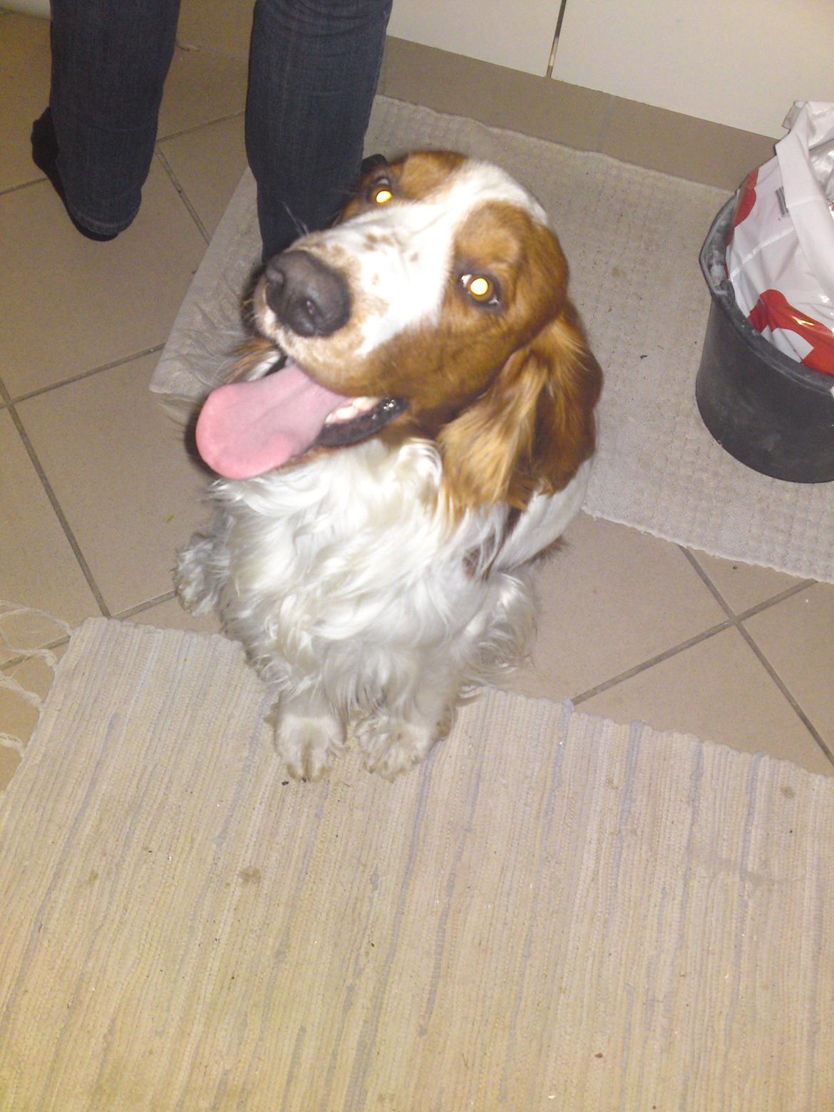 Welsh springer spaniel Chico - jeg er en glad hund :-) billede 10