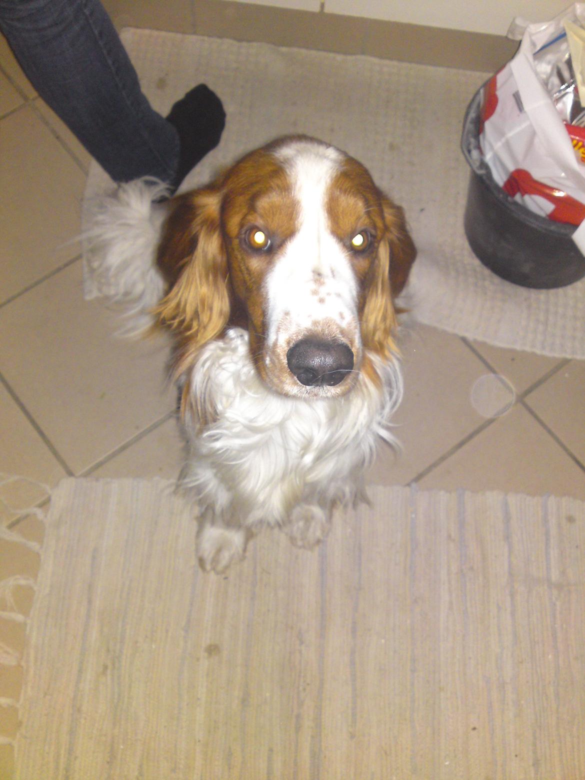 Welsh springer spaniel Chico billede 11