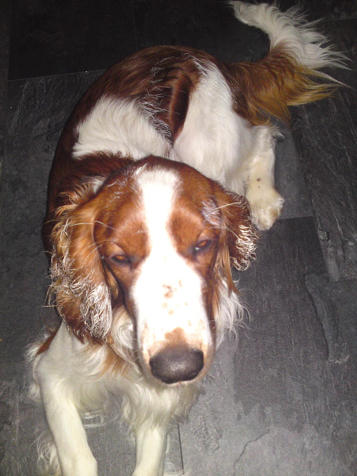 Welsh springer spaniel Chico - sommetider er jeg meget nysgerrig, og tit for nysgerrig. det resulterede i at jeg blev en malerhund. billede 12