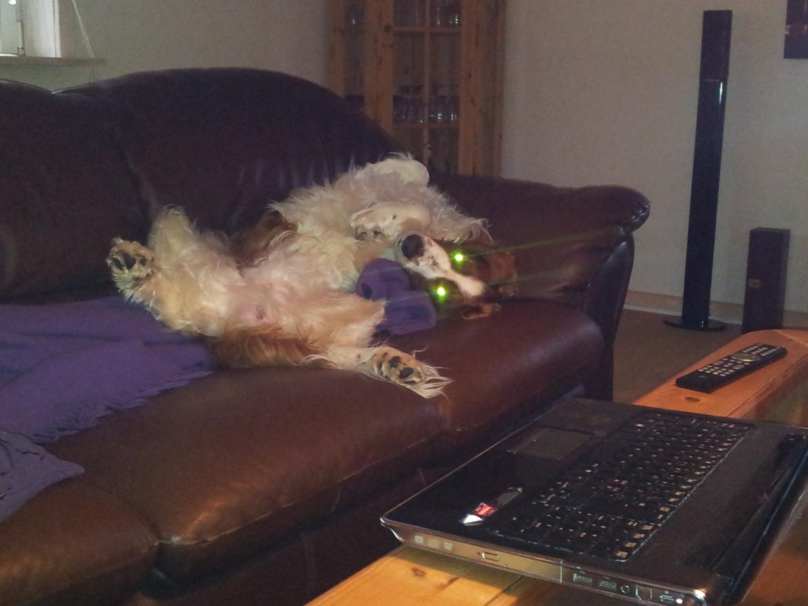 Welsh springer spaniel Chico - aaah, dejligt med et hvil på sofaen. billede 13