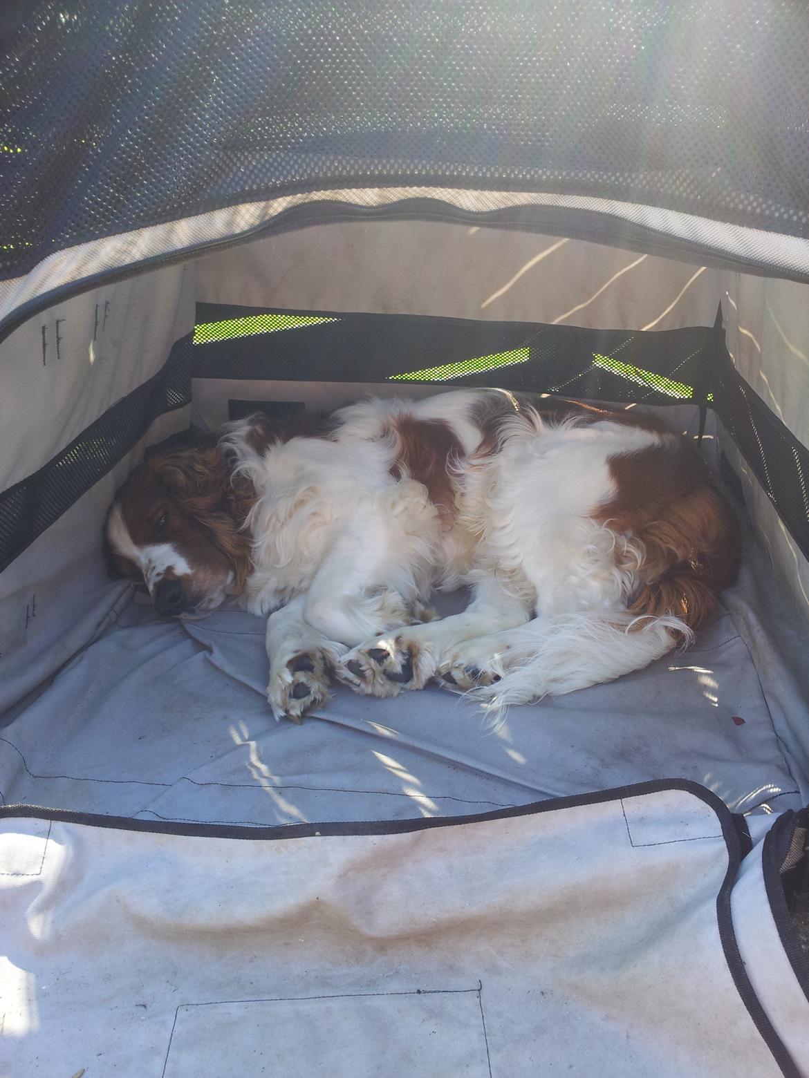 Welsh springer spaniel Chico - puha, der er godtnok varmt. godt jeg har mit telt jeg kan køle af i.  billede 14