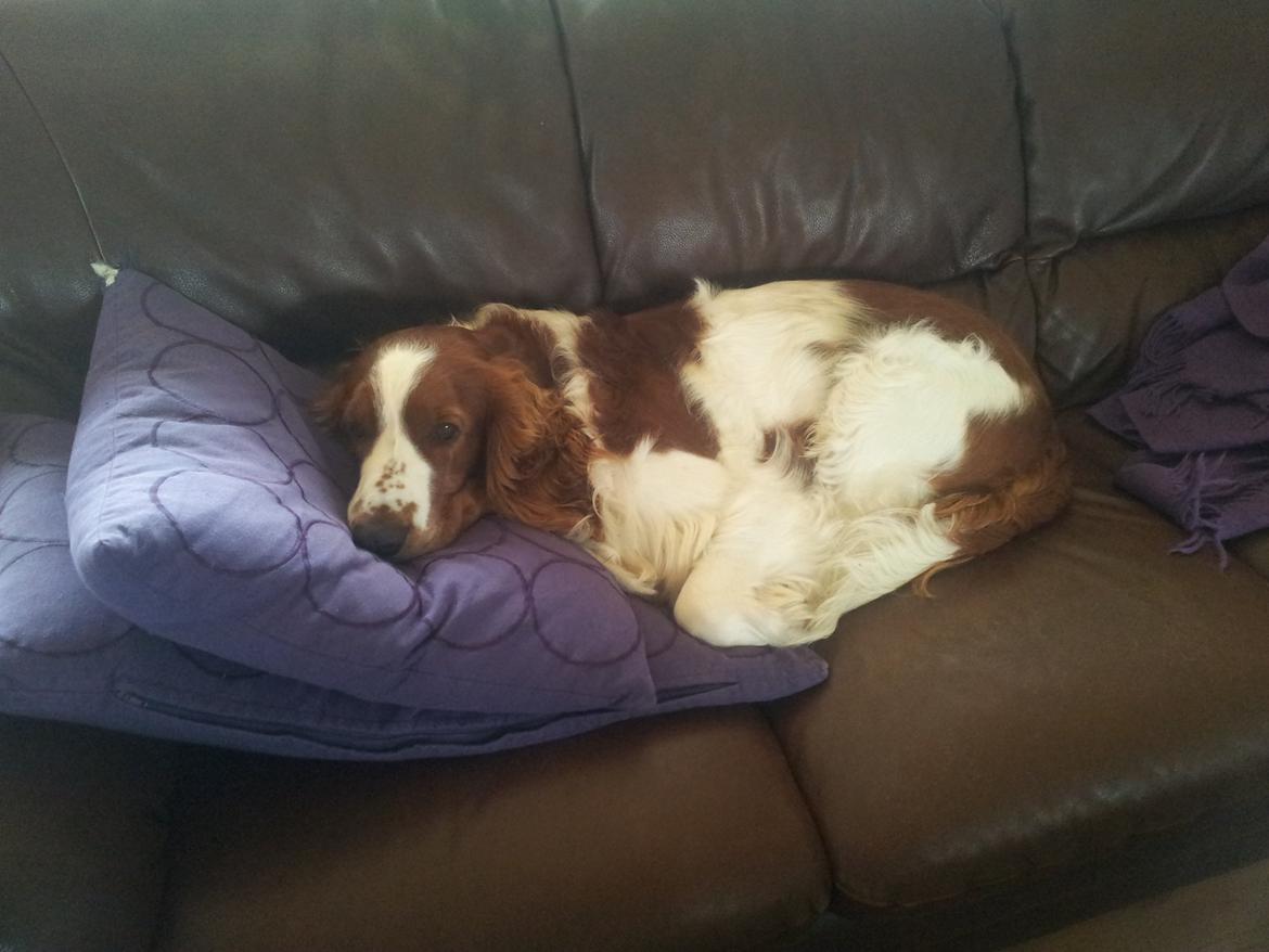 Welsh springer spaniel Chico billede 15