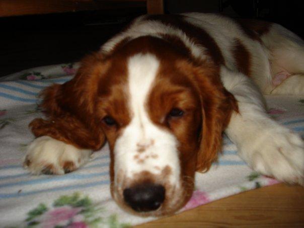 Welsh springer spaniel Chico billede 16