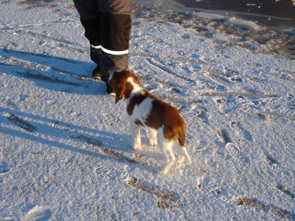 Welsh springer spaniel Chico - en af mine første gåture.  billede 17