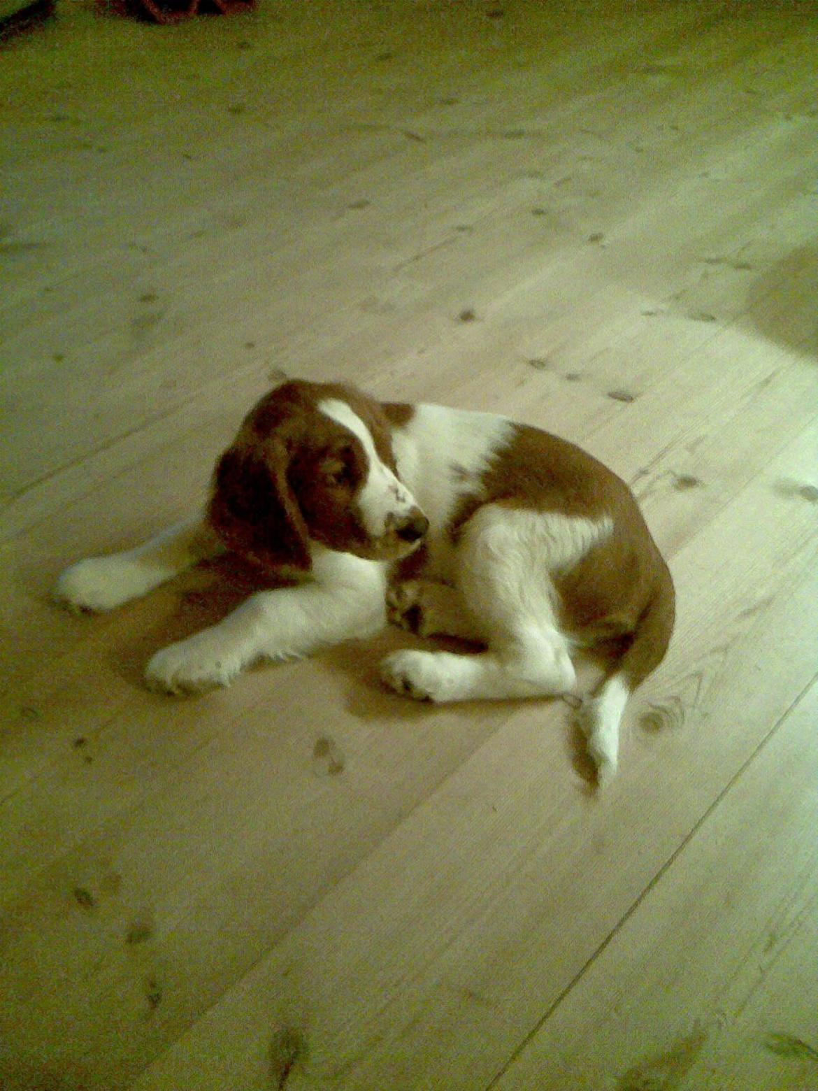 Welsh springer spaniel Chico billede 18