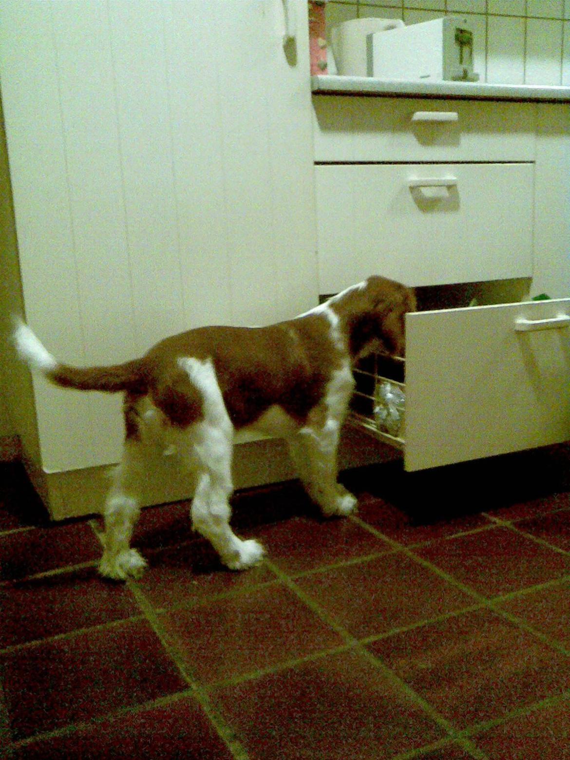 Welsh springer spaniel Chico - mmh, hvad er der mon i skuffen, en godbid måske? billede 19
