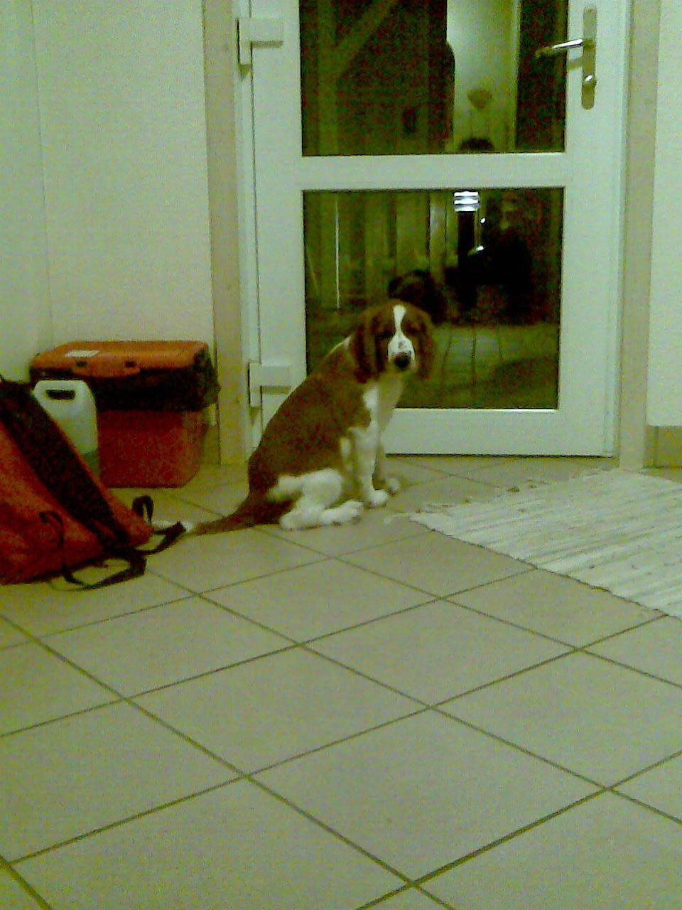 Welsh springer spaniel Chico - jeg holder lige vagt.  billede 20