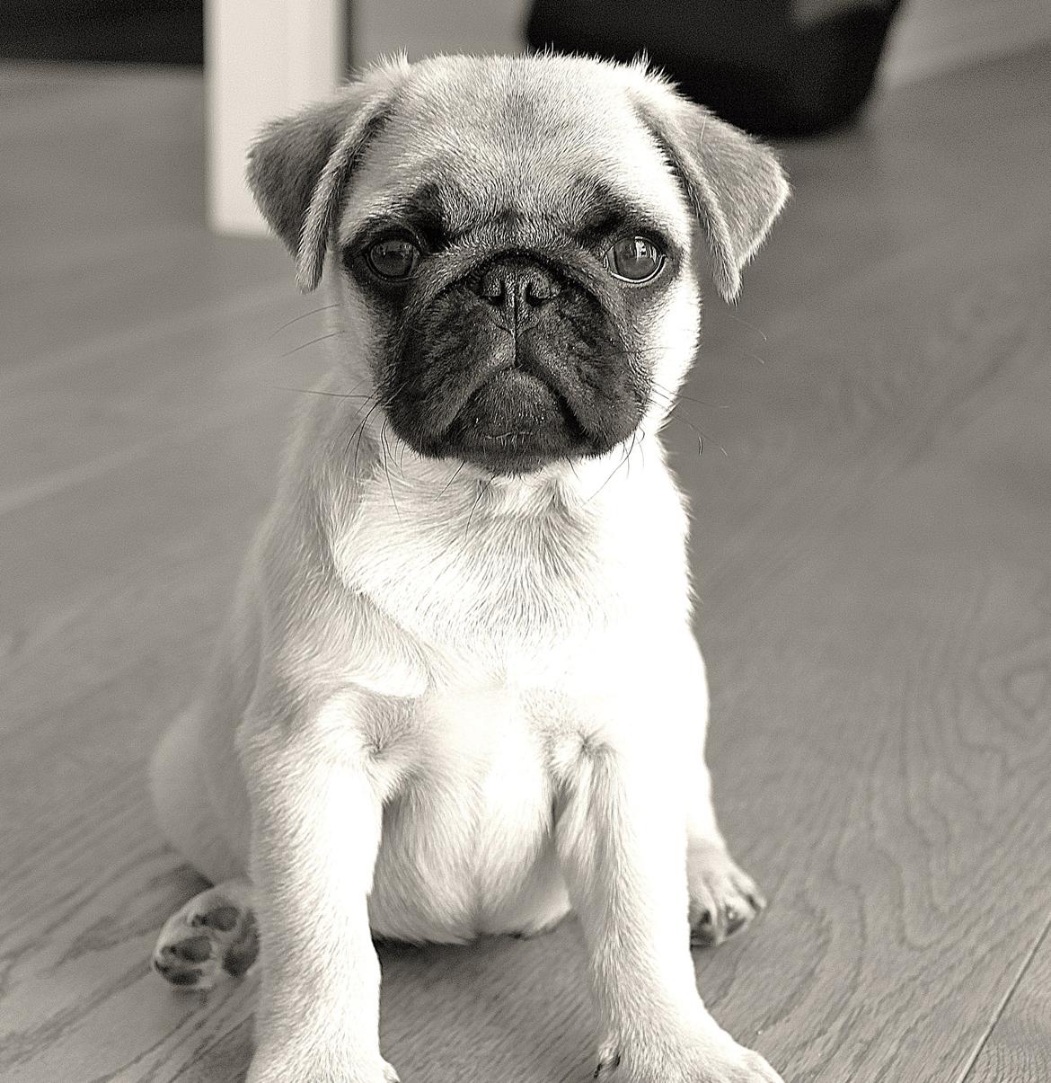 Mops Pascal - At være mops billede 1