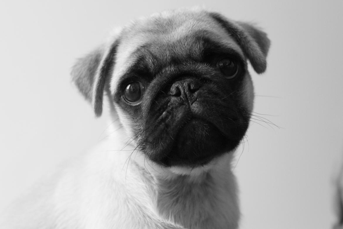 Mops Pascal - Jeg forstår ikke så meget... billede 2