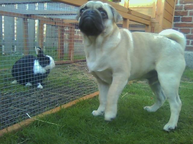 Mops Pascal - Pascal er meget gode venner med kaninerne billede 5