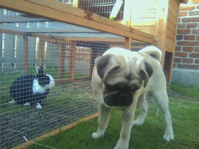 Mops Pascal - Kaniner er ikke spændende når man har kigget på dem i en time... billede 6
