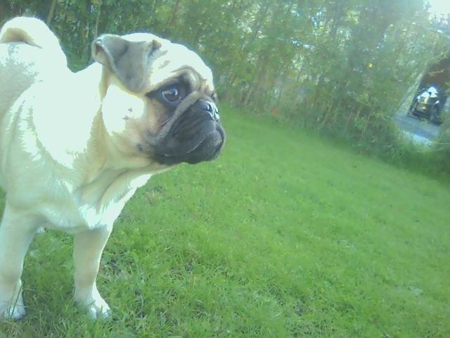 Mops Pascal - Verden er stor billede 7