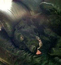 Blanding af racer Nani - Træt vaps billede 20