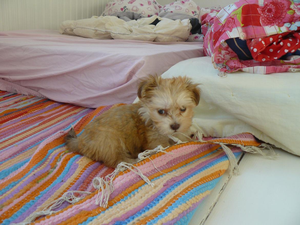 Bichon havanais Molly billede 7