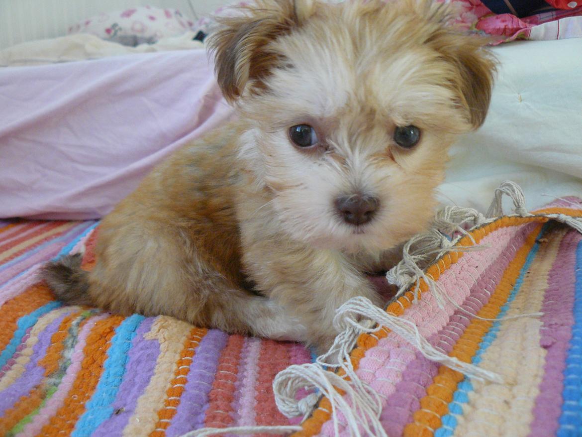 Bichon havanais Molly billede 8