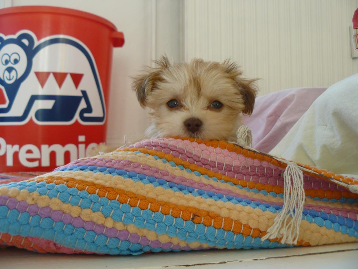 Bichon havanais Molly billede 6