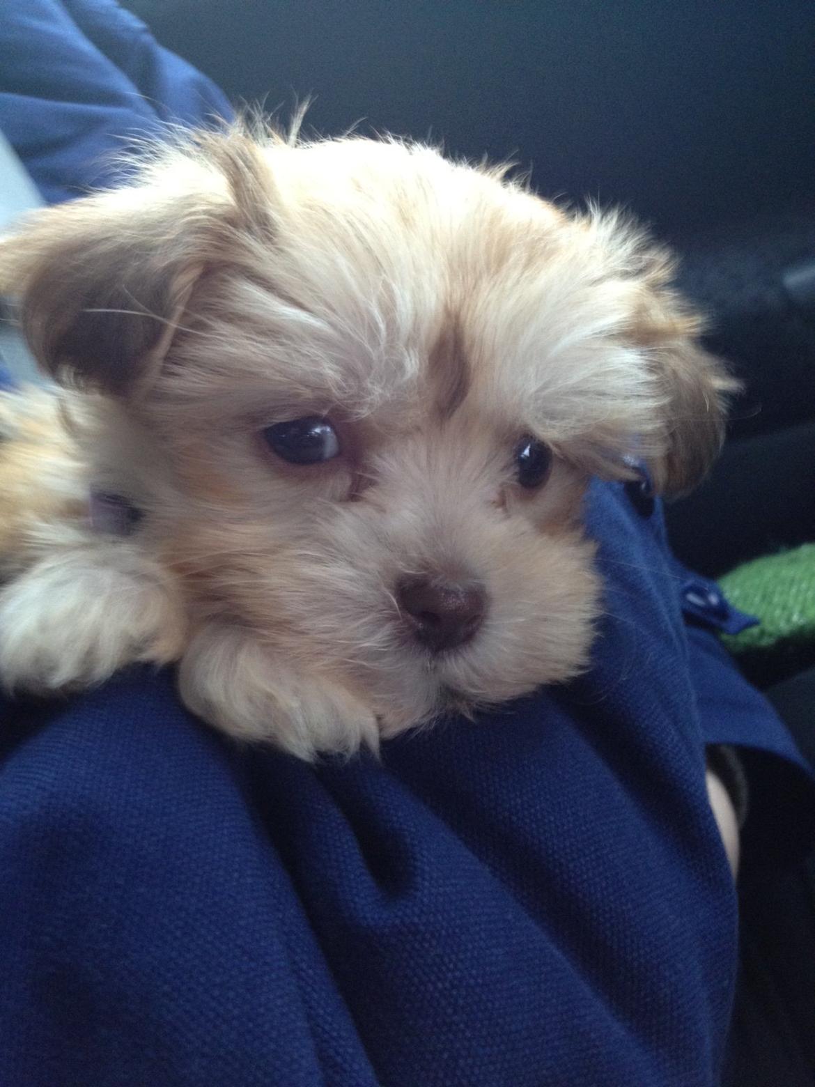 Bichon havanais Molly billede 9