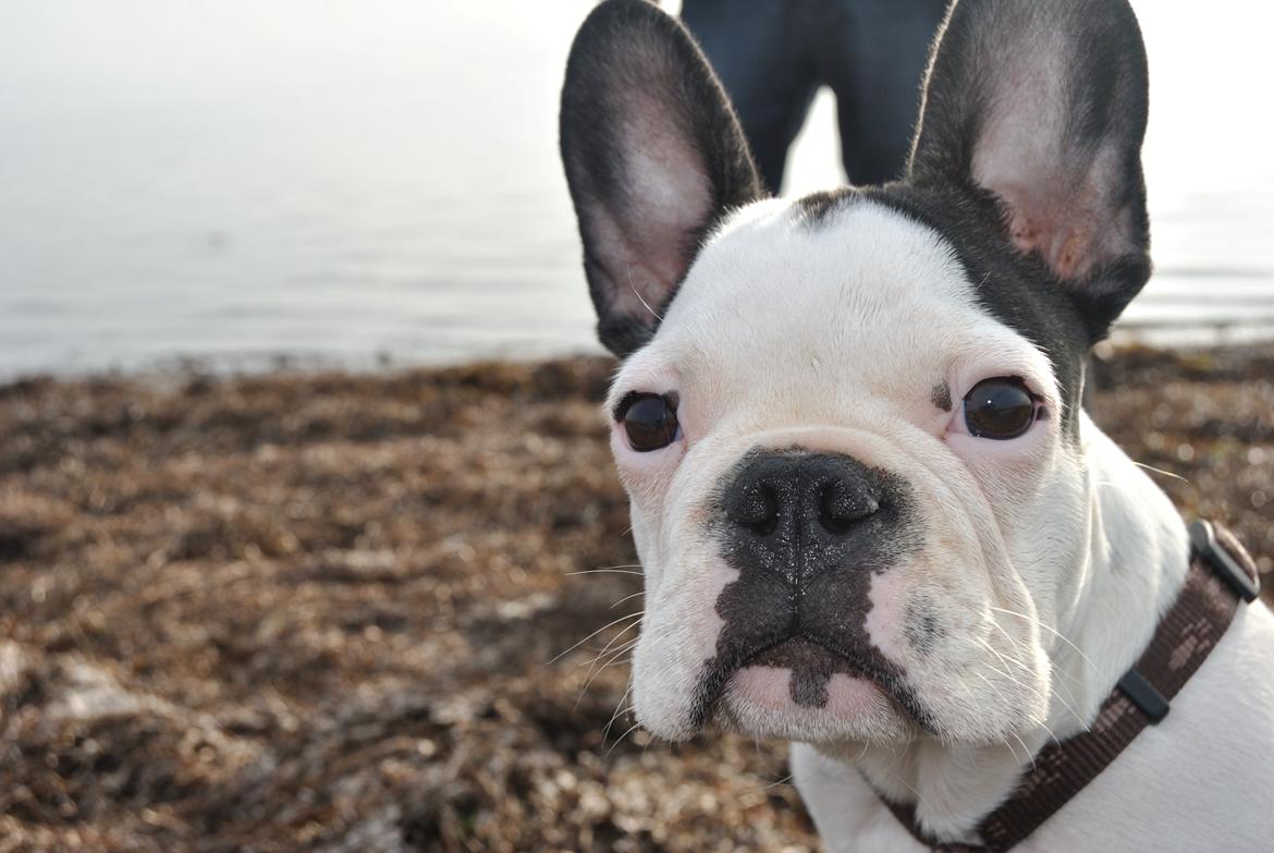 Fransk bulldog ALFRED billede 1