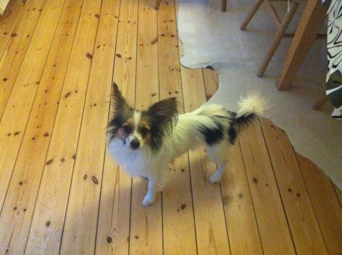 Papillon vida billede 2