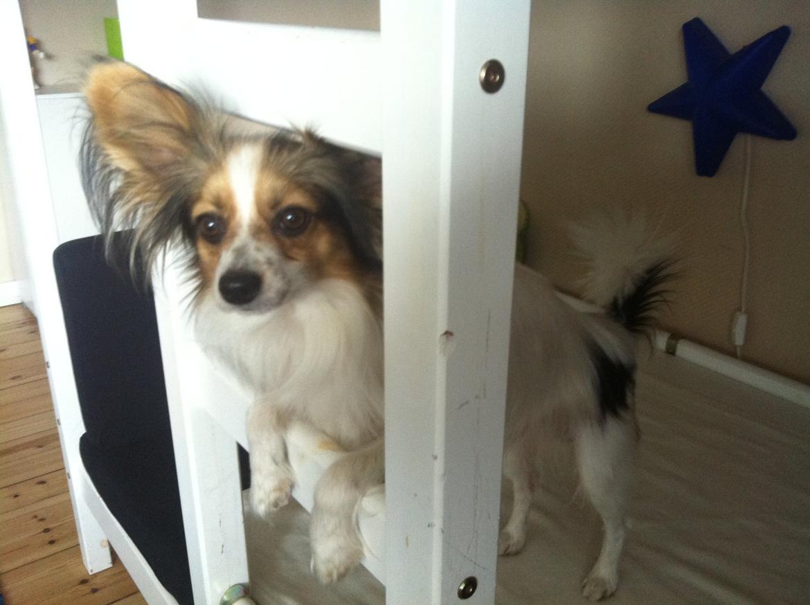 Papillon vida billede 3