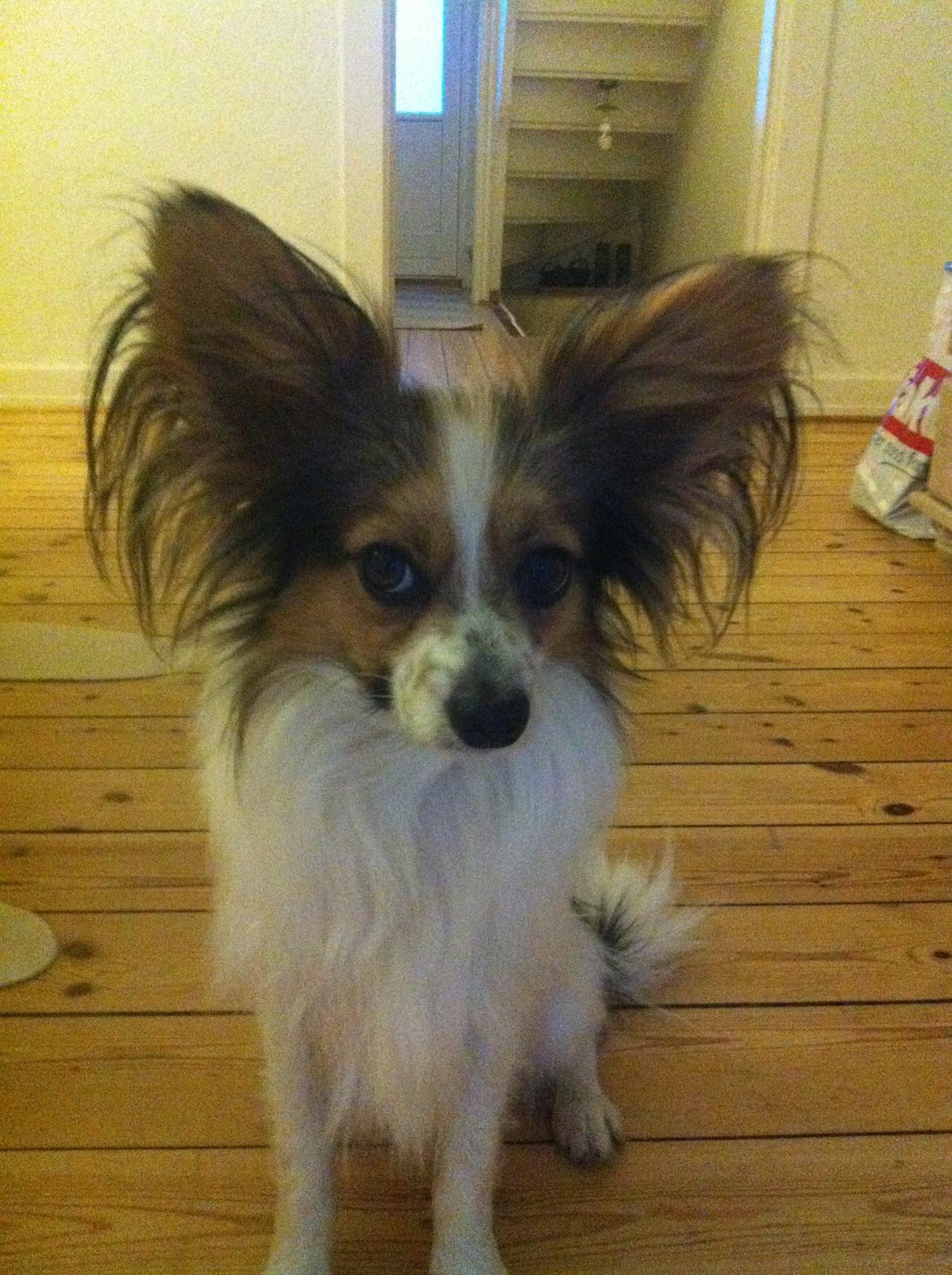 Papillon vida billede 5