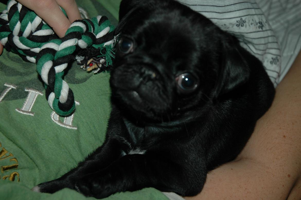 Mops Willow billede 5