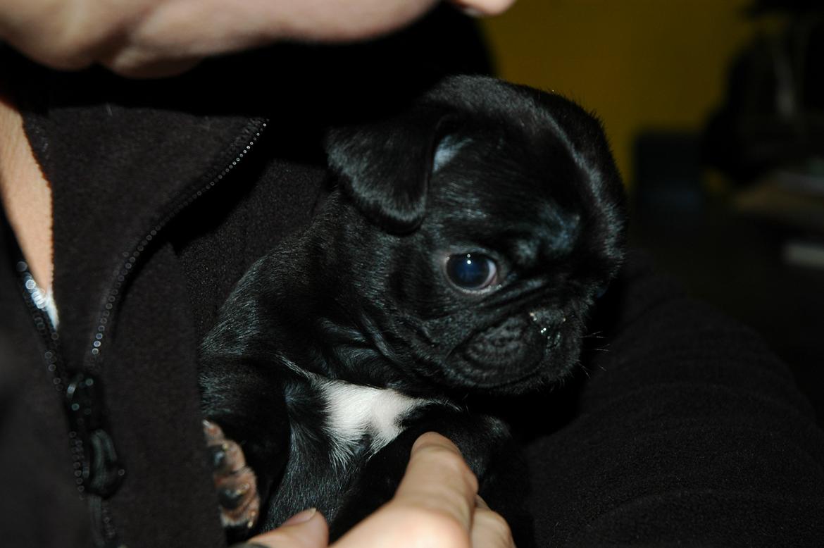 Mops Willow billede 1