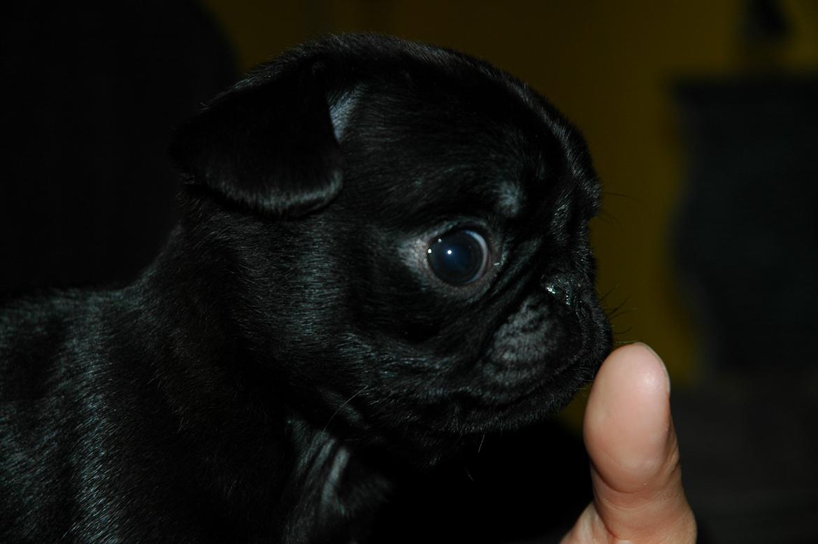 Mops Willow billede 2