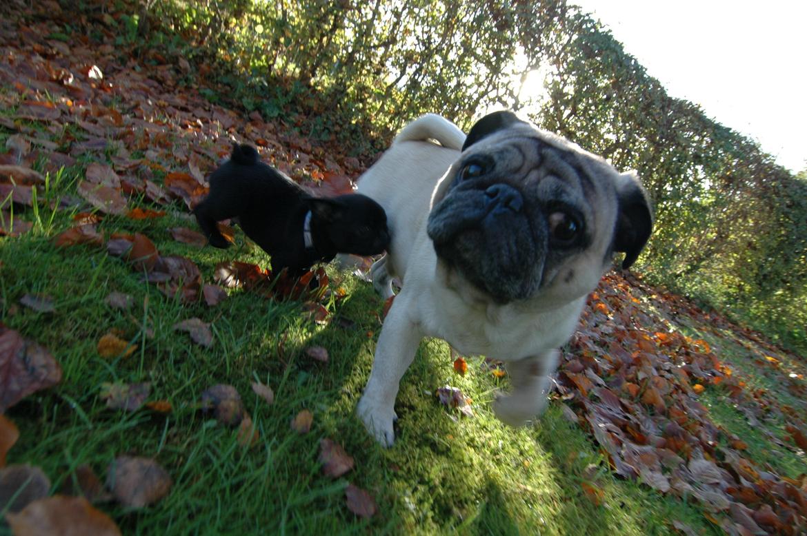 Mops Willow billede 4