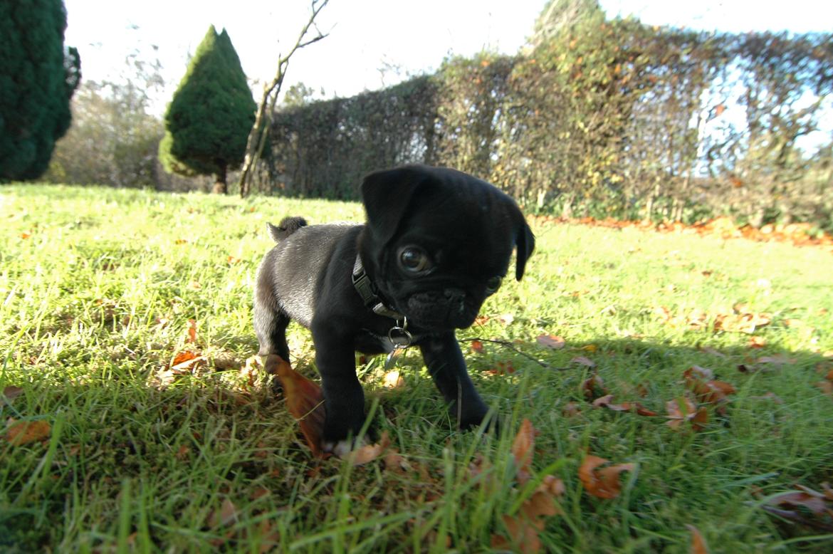 Mops Willow billede 3