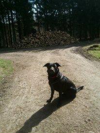 Blanding af racer Bella billede 2