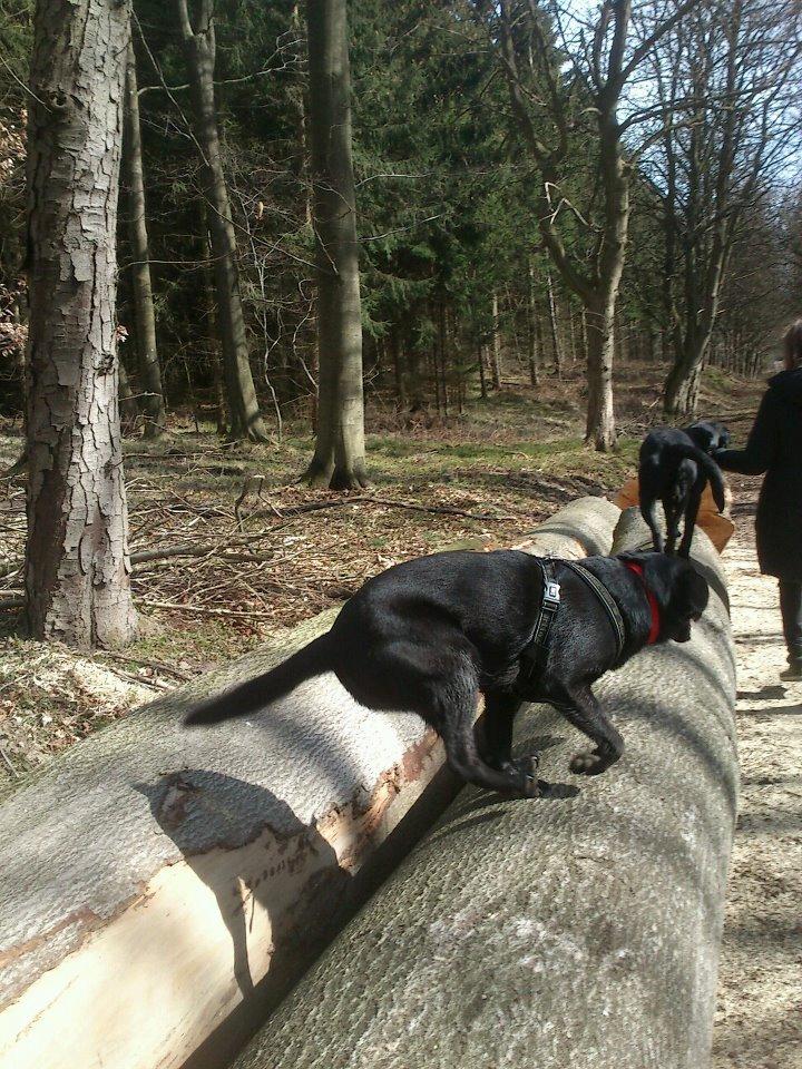 Blanding af racer Bella billede 3