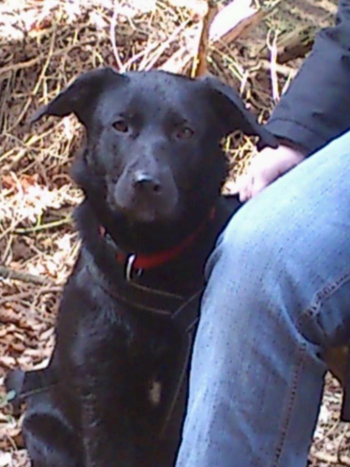 Blanding af racer Bella billede 1