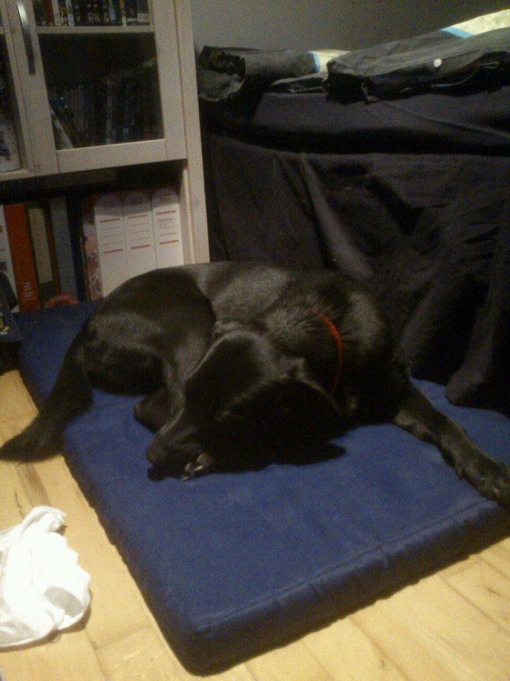 Blanding af racer Bella billede 5