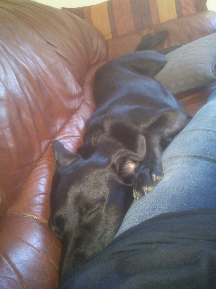 Blanding af racer Bella billede 6