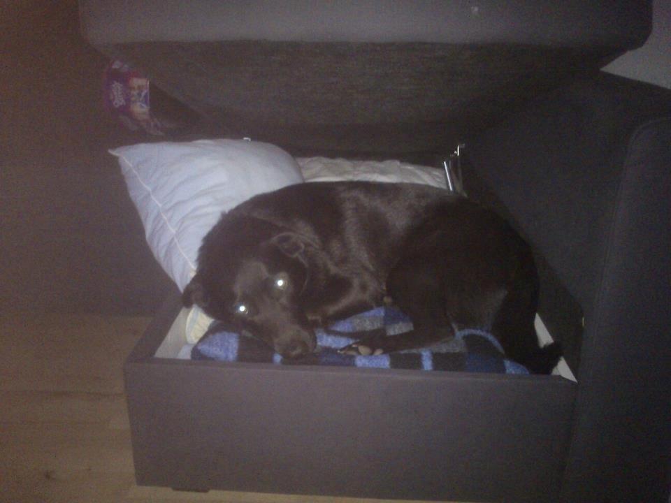 Blanding af racer Bella billede 8