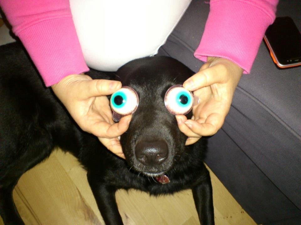 Blanding af racer Bella billede 9