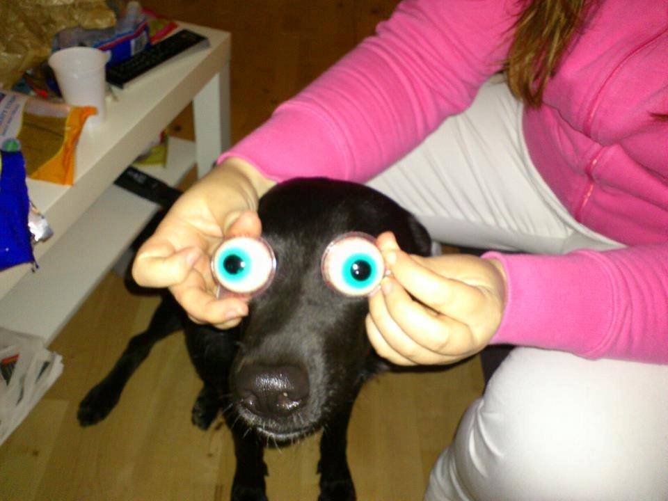 Blanding af racer Bella billede 10