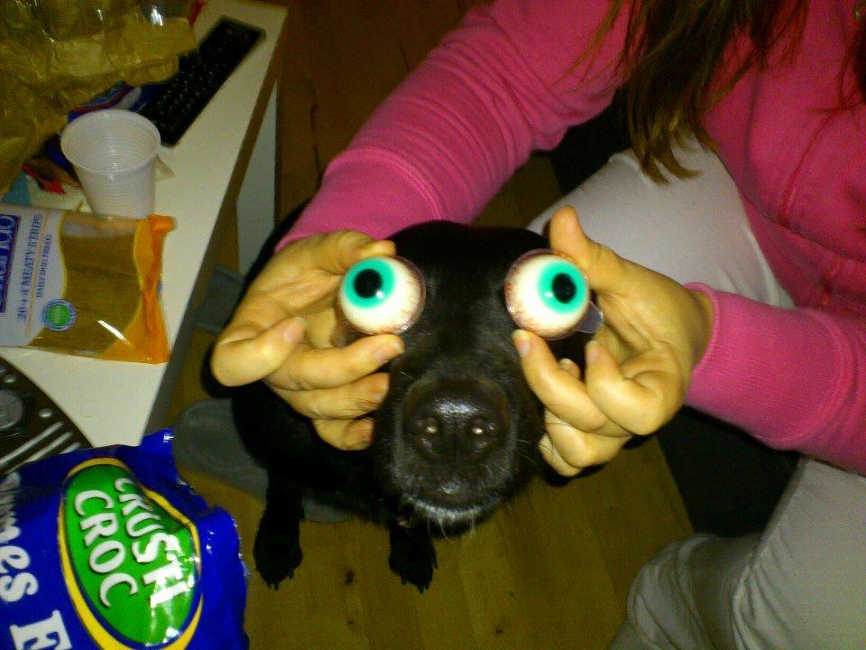 Blanding af racer Bella billede 11