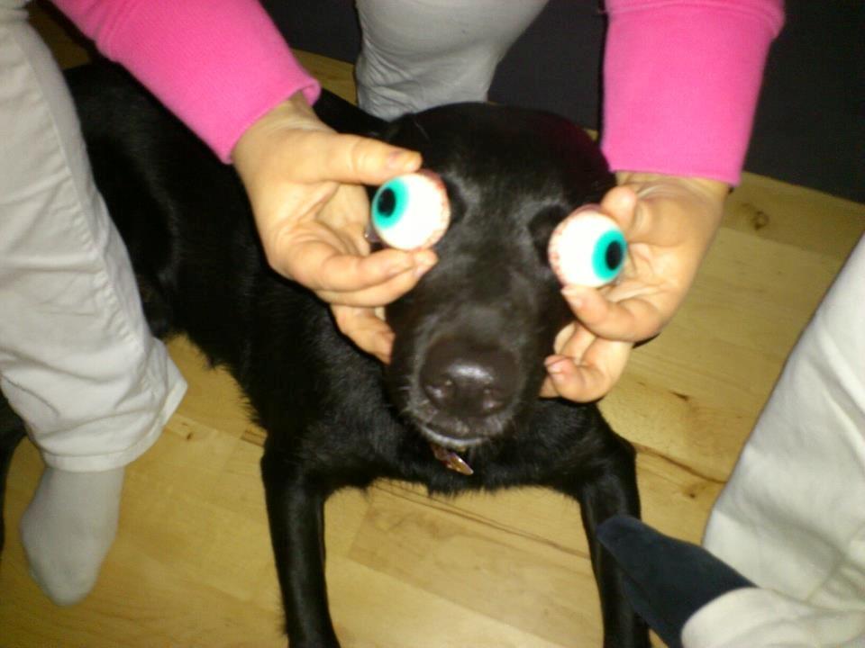 Blanding af racer Bella billede 12