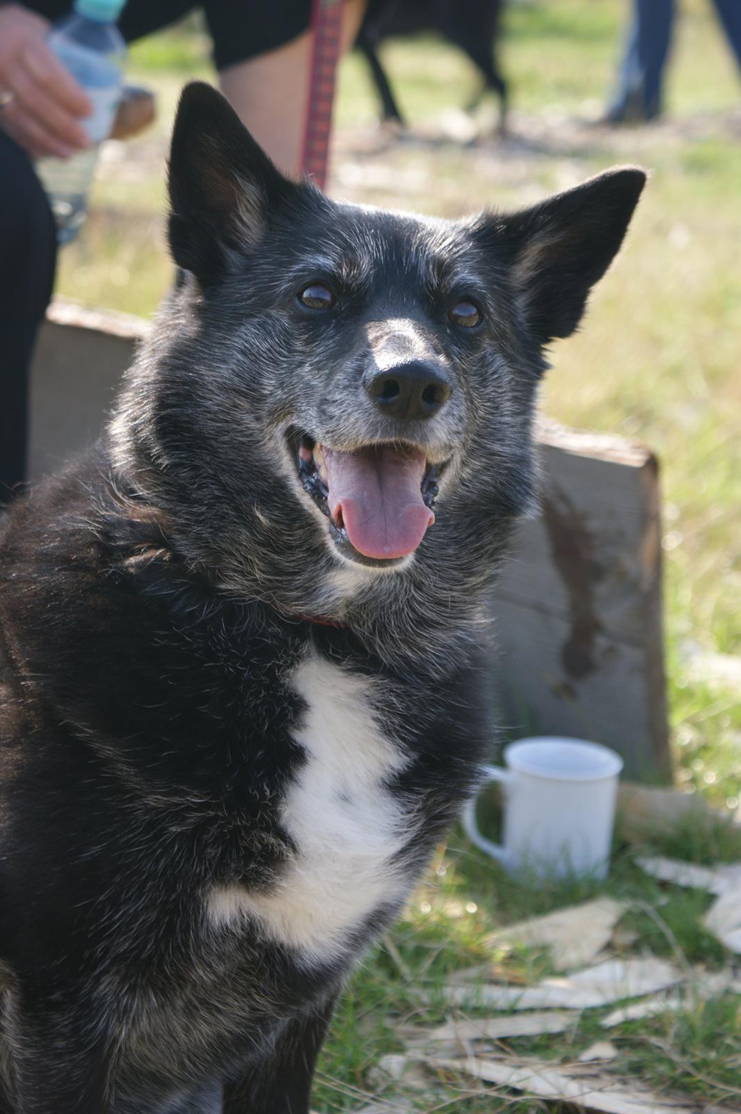 Sort spids Fiona - fra træf 2012 billede 12