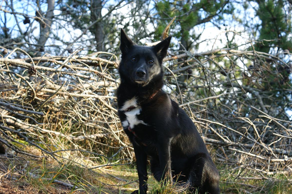 Sort spids Fiona - Efterår 2008 billede 13