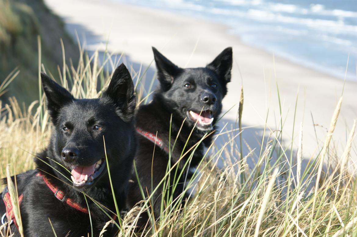 Sort spids Fiona - ferie 2008 billede 14