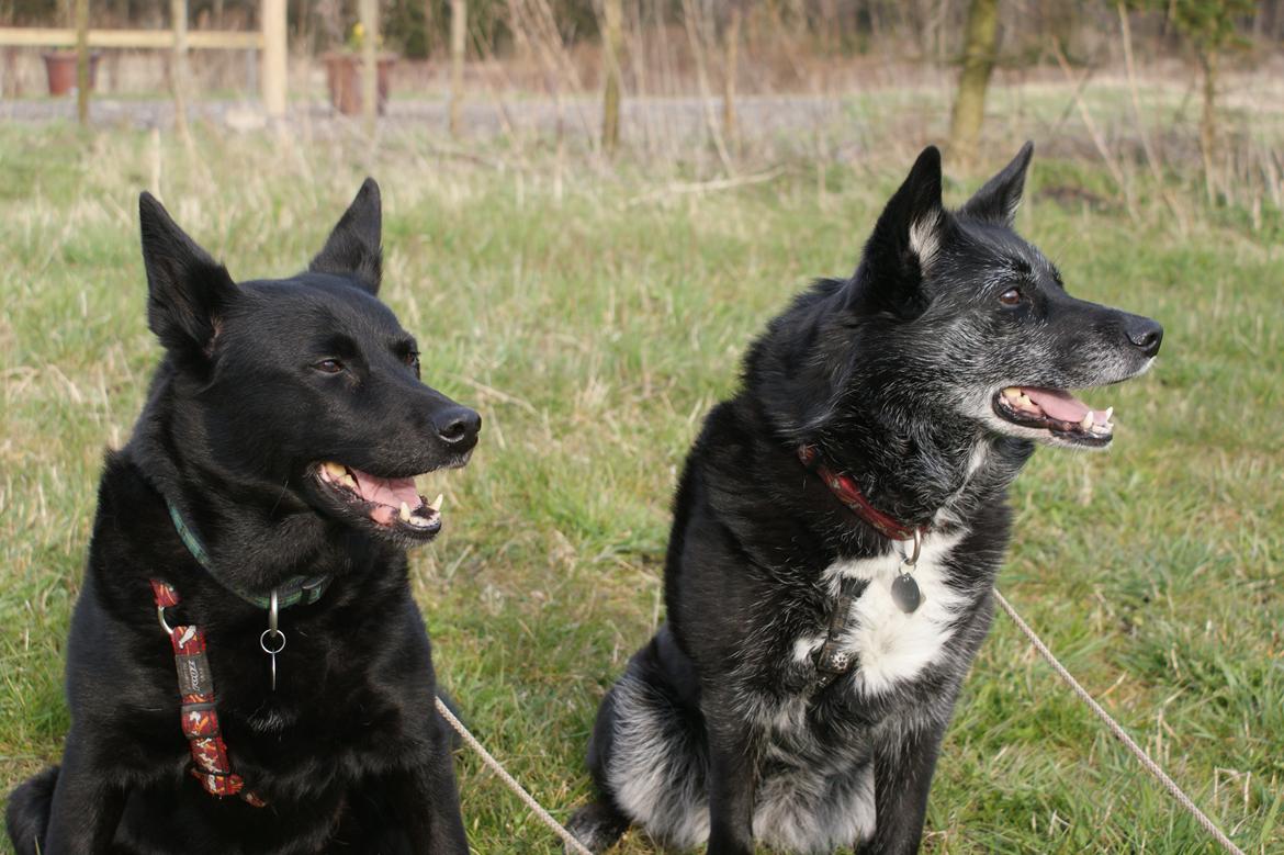 Sort spids Fiona - sammen med Viki  billede 15