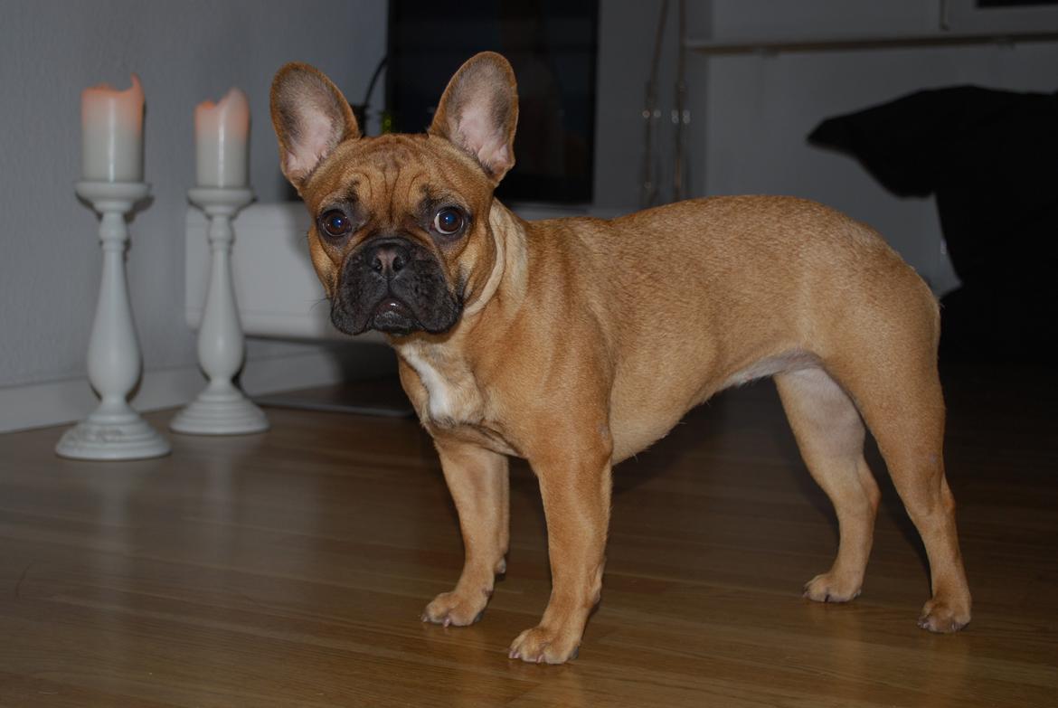 Fransk bulldog Luna :) billede 2