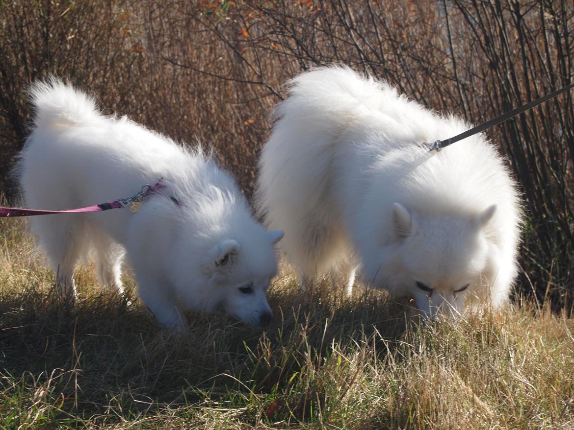 Japansk spids Ninki's Felira Hime Akira <3 - Akira og far (Felix)  billede 17